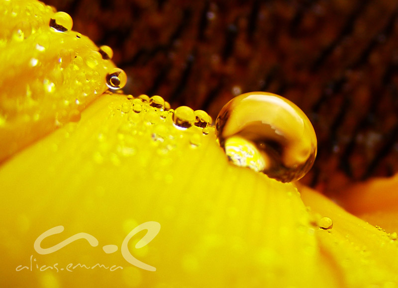 01_biene_maja
