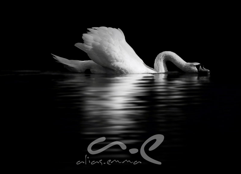 schwan